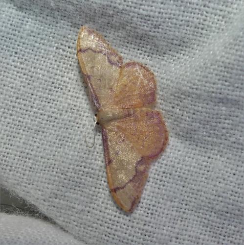Idaea ostrinaria